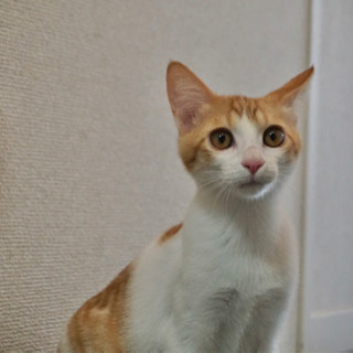 保護猫カフェおそうじスタッフ♪の画像