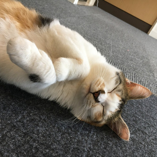 保護猫カフェおそうじスタッフ♪の画像