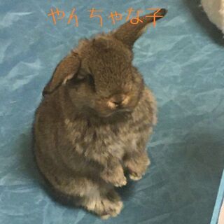ホーランドロップイヤー★里親様決定しました★
