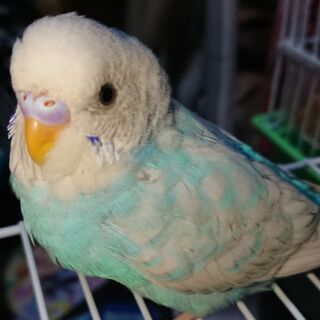 セキセイインコ探してます
