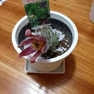 オキナ草4鉢セットの画像