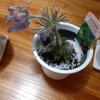 オキナ草4鉢セットの画像
