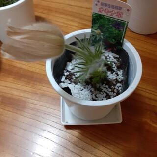 オキナ草4鉢セットの画像