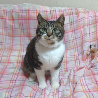 お鼻まわりのドロボー柄がチャームポイントの男の子