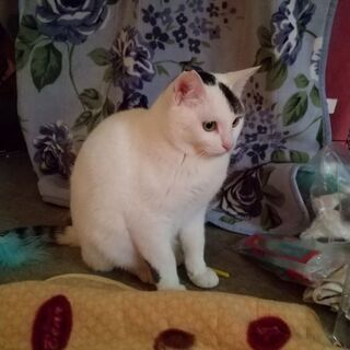 里親決まりました。 - 猫