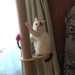里親決まりました。 − 神奈川県