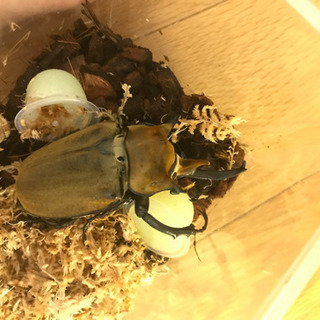 エレファスオオカブト幼虫の画像