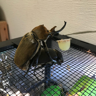 エレファスオオカブト幼虫