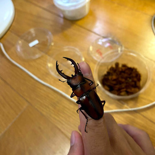 トカラノコギリクワガタ幼虫