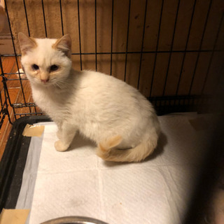 生後2か月くらいの可愛い子猫ちゃん