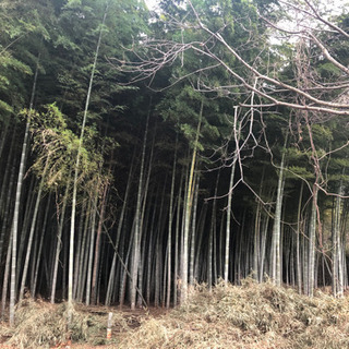 差し上げます　門松作りに挑戦してみませんか？