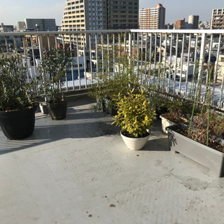 【差しあげます】植木鉢