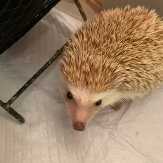 ハリネズミ　オス☆