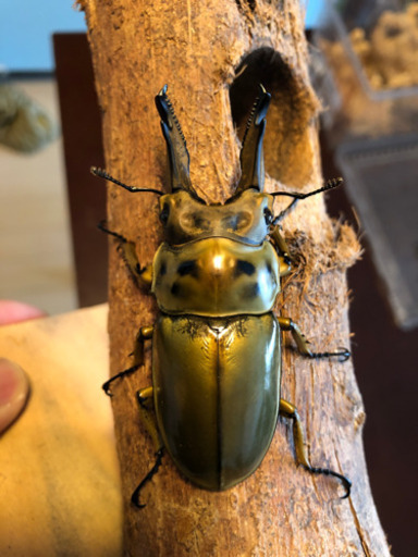 ババオウゴンオニクワガタ  新成虫　未使用　ペア　未後食