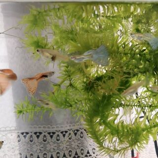 ブルーグラスグッピー、レッドグラスグッピー(国産グッピー)(1ペア)熱帯魚、ペット、生体の画像