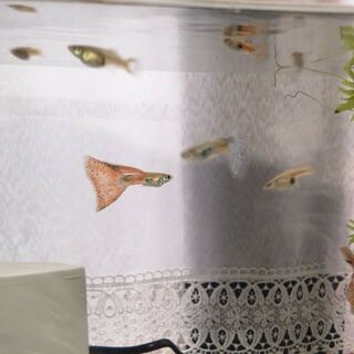 ブルーグラスグッピー、レッドグラスグッピー(国産グッピー)(1ペア)熱帯魚、ペット、生体の画像