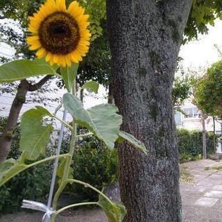 『🌅朝の”読書会”📕...inめがね橋』 − 長崎県