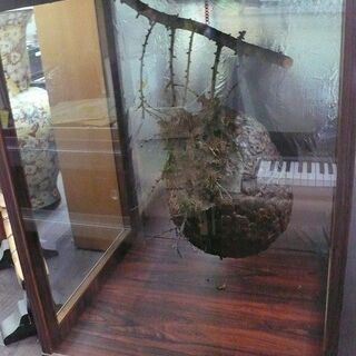 【店頭取引のみ】ケース入り 蜂の巣