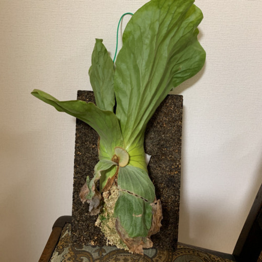 ビカクシダ　エレファントティス