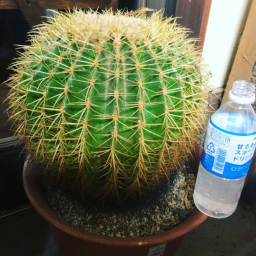 金鯱　サボテン