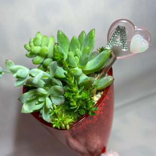 多肉植物寄せ植え  バレンタイン(ウサギ)の画像