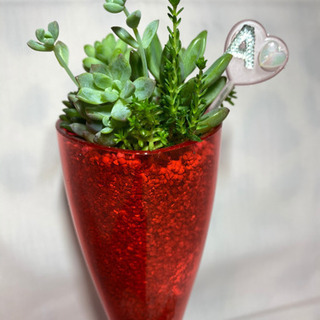 多肉植物寄せ植え  バレンタイン(ウサギ)の画像