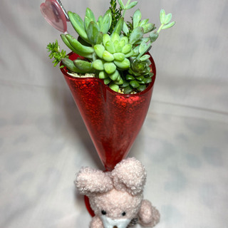 多肉植物寄せ植え  バレンタイン(ウサギ)の画像