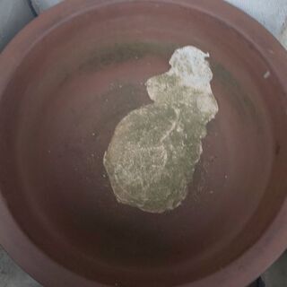 睡蓮鉢？②