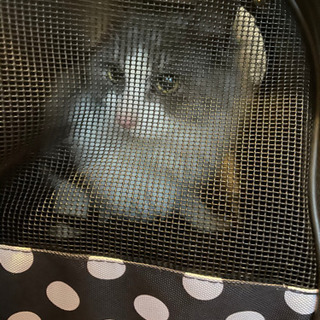 迷子猫　飼い主様知りませんか？ - 唐津市
