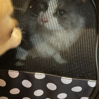 迷子猫　飼い主様知りませんか？ - 猫