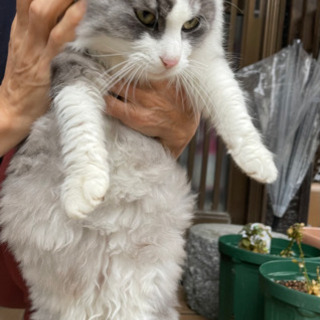 迷子猫　飼い主様知りませんか？ − 佐賀県