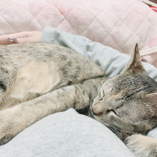 ペットを飼いたくて、猫ちゃんを飼い始めたのですが、仕事が忙しくな...