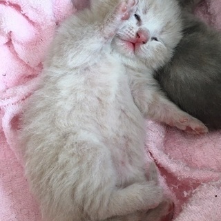 スコティッシュフォールド子猫