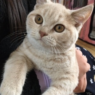 スコティッシュフォールド子猫 - 観音寺市