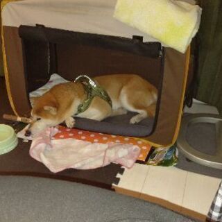 柴犬柵を壊して脱走しました。