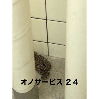 便利屋オノサービスの駆除、ハウスクリーニング何でもご相談く…