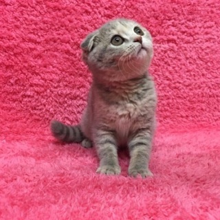 スコティッシュフォールド子猫 - 猫