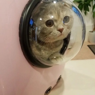 スコティッシュフォールド子猫 − 香川県