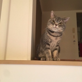 スコティッシュフォールド子猫 - 里親募集
