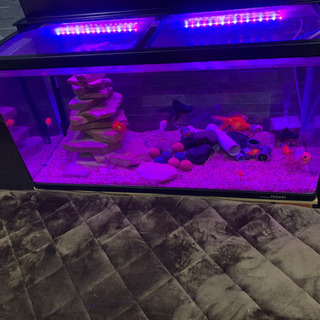 KOTOBUK PROGRE 90水槽 金魚、ドジョウ、ヌマエビ、