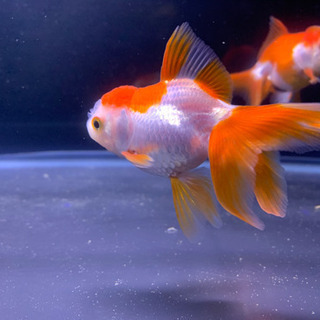 (金魚)飯田産オランダシシガシラ売ります