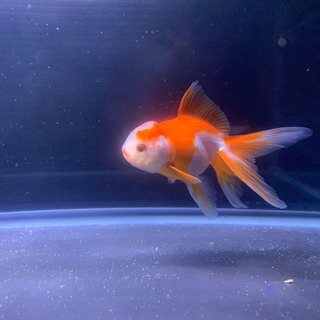 (金魚) 飯田産オランダシシガシラを売ります
