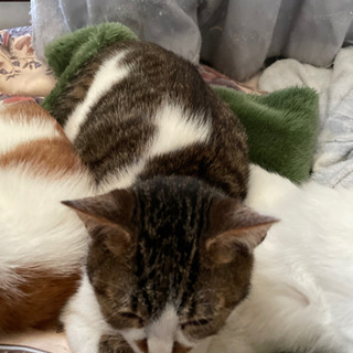 甘えん坊のオス猫ちゃんです