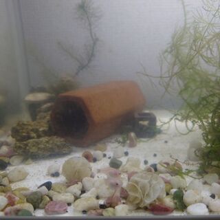 ミッキーマウスプラティ白の稚魚（生体)