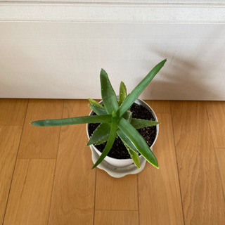 アロエの画像