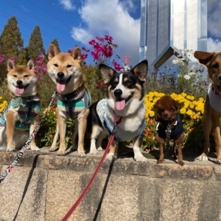 犬バカ部@愛知 − 愛知県