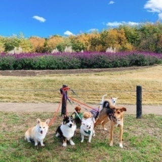 犬バカ部@愛知 - メンバー募集