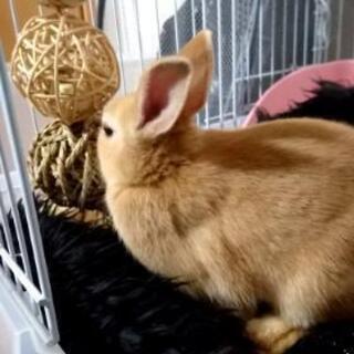 うさぎ 茶色 里親募集