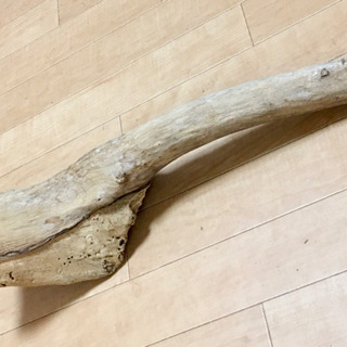 爬虫類に 流木の画像
