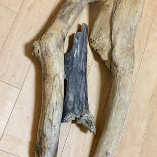 爬虫類に 流木の画像